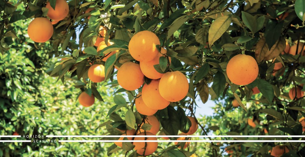oranges hanging off a tree