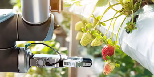 Agriculture- Strawberry Image Website Header 