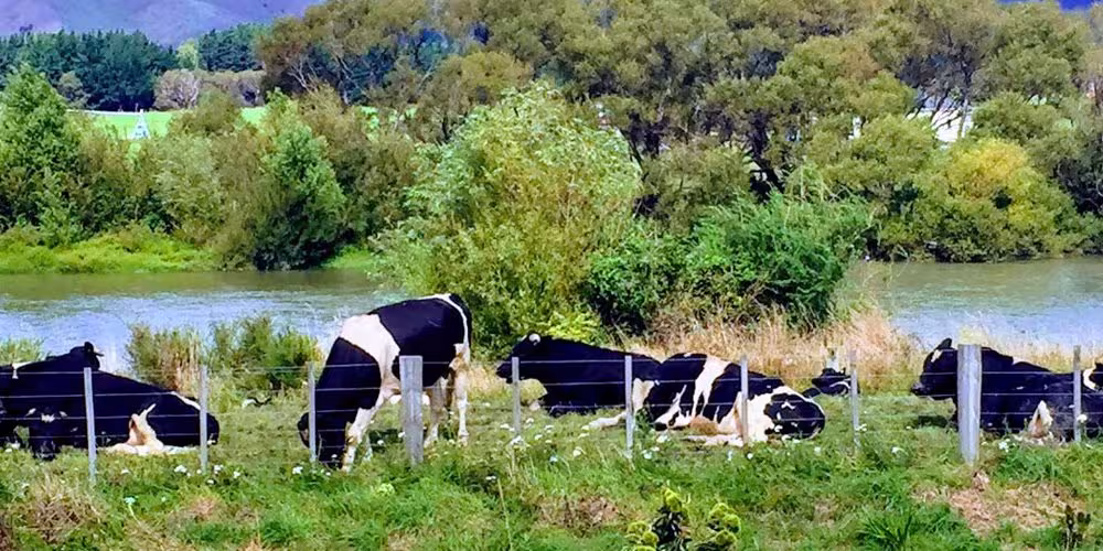 Cows in field Website Header 